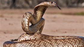 澳洲「西部擬眼鏡蛇」（Western Brown Snake）（圖／翻攝自推特）