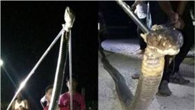 眼鏡王蛇,泰國,洛坤府,作法,陪罪,放生　圖／翻攝自泰國網