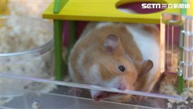 16:9
獨／有靈性？7級強震強襲花蓮　地震前寵物鼠竟暴怒逃竄
圖／網友提供