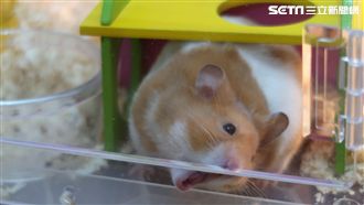 6級強震來襲前　寵物鼠異常嚇死網友