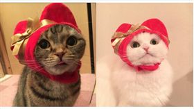 貓咪,貓頭套,紅心,愛心,情人節,寵物,喵星人,日本　圖／翻攝自@mochi_syobo、@kitan_club Twitter