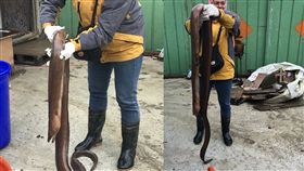 花蓮,地震,鰻魚,巨鰻,台北港／翻攝小怪手司機聯盟臉書