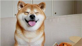 毛孩,狗,白眼,柴犬,柴柴,按摩　圖／翻攝IG