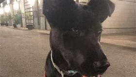 花蓮,地震,小黑狗,靈性,救命　圖／翻攝自網路