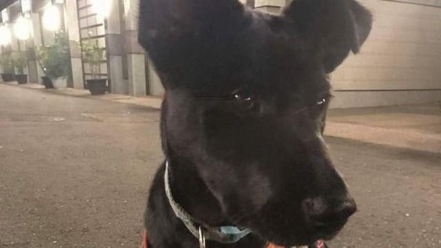 地震前小狗狂吠猛衝　真相曝光超神奇