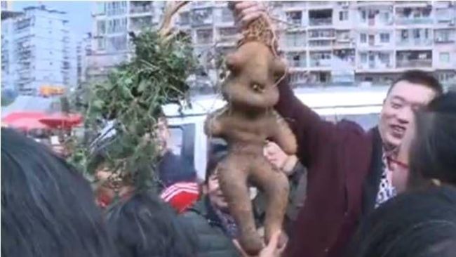 他拿人形何首烏炫耀　慘遭中醫打臉！