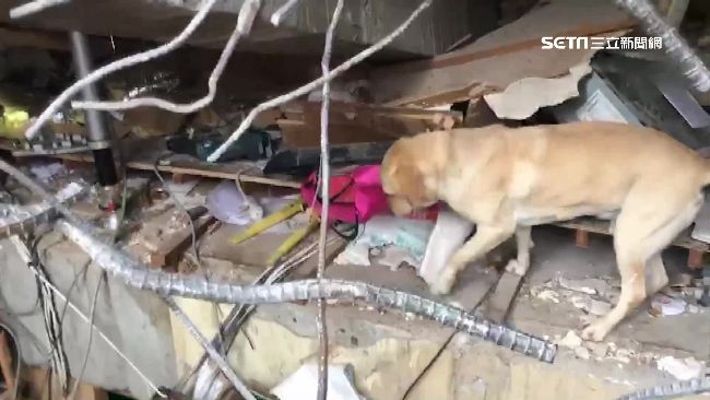 這裡有人！搜救犬冒險穿梭尋生還者