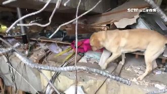 這裡有人！搜救犬冒險穿梭尋生還者