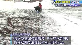 日本北海道稚內市海岸現大量魚屍(來源：日本《每日新聞》)