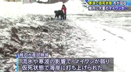 徵兆？罕見！日本又驚現大量魚屍