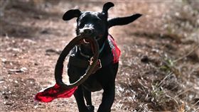 穿梭瓦礫堆的小英雄！搜救犬訓練嚴格　受傷也堅持工作（圖／翻攝自Search and Rescue Dogs of the United States）