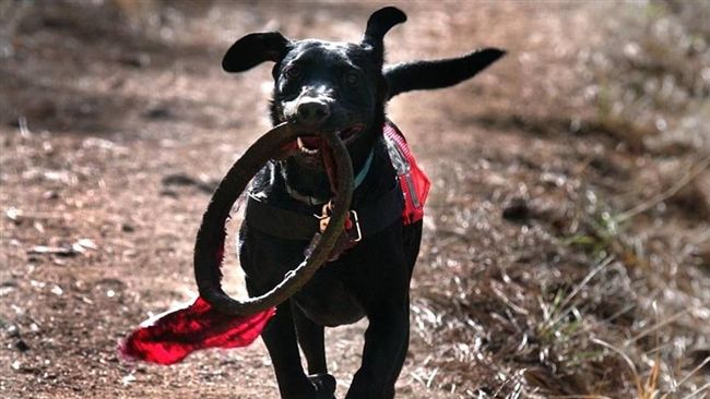 穿梭的小英雄！搜救犬受傷也堅持工作
