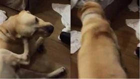 統帥,搜救犬,搜救人員,員工,受困,地震,花蓮,鐵雄　圖／翻攝臉書