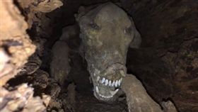 美國喬治亞州的博物館「南方森林世界」（Southern Forest World），收藏一具「木乃伊獵犬」困在橡樹樹幹內的展示品，大受遊客歡迎。有專家指出，狗狗是被困在樹中活活餓死，因為樹幹內的特殊環境，才會變成乾屍。（圖／翻攝自YouTube《TheDailyWoo》）