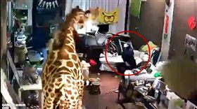 花蓮強震　女孩嚇到腿軟超無助！被沙發「吸住」逃不開 圖／翻攝自放花蓮背包客棧 • Fun Hualien Hostel臉書