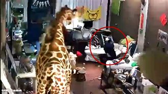 有地震！女孩腿軟「癱坐」沙發好無助