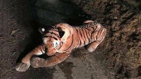 蘇格蘭,老虎,玩偶,牛舍,農夫,農場,惡作劇／UK Cop Humour臉書