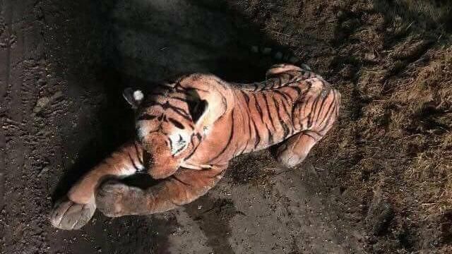 牛舍有老虎！警武裝對峙…見真相傻眼