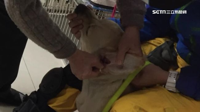 搜救犬鐵雄忙救命　右耳急性發炎就醫