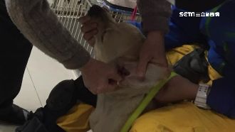 搜救犬鐵雄忙救命　右耳急性發炎就醫