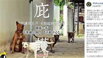 花蓮強震毛孩走失　快到這庇護所找找