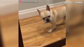 法鬥看見鏡中自己　嚇到「造甘那飛」