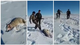 哈薩克,野狼遭獵人開槍攻擊後展開反擊（圖／翻攝自YouTube）