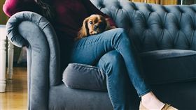 沙發,寵物,悠閒,坐著,翹腳（圖／Pixabay）