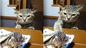 貓,毛孩,貪吃,喵星人,內心戲　圖／翻攝臉書