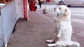 餓了啦～白茸茸狗狗眼神堅定　靜坐燒臘店前討食。（圖／擷取自颱風大肆虐臉書粉絲團）