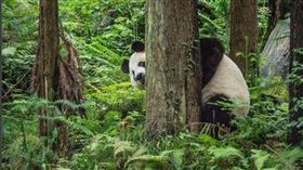 熊貓,四川,國家地理雜誌,熊,害羞,動物,保育類　圖／翻攝自natgeo IG