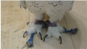 貓頭鷹咖啡店 圖／《現代ビジネス》、YouTube