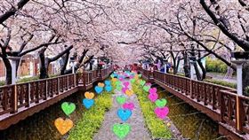 業配／全球賞花！荷蘭鬱金香歐式田園好風光 日韓粉櫻春爛漫