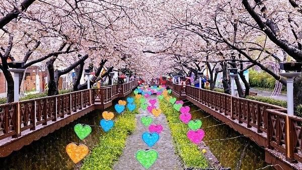 荷蘭歐式田園好風光　日韓粉櫻春浪漫