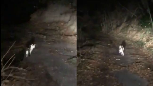 深山中不幸迷路　小白貓幫網友找出路