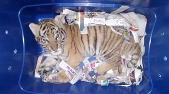 警犬狂吠塑膠桶　打開竟是孟加拉幼虎