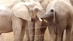 長鼻子伸進同伴屁屁！ 大象「掏金社交」越吃越健康（圖／翻攝自YOUTUBE）