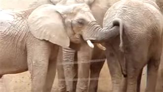 為攝取「營養」　大象互挖肛門吃便便