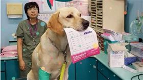 搜救犬鐵雄。（翻攝林佳龍臉書）