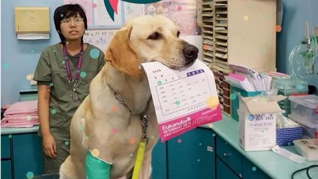 搜救犬「鐵雄」　取名背後原因曝光