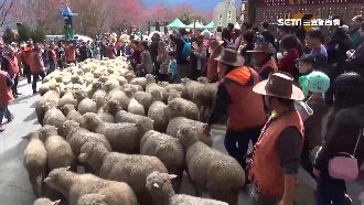 清境羊群奔走兩公里　人羊一起逛大街