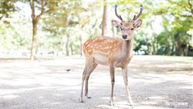 奈良,鹿,(記者林敬旻攝)