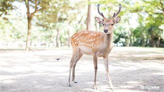 中國客拿「便便仙貝」餵奈良鹿　日人炸鍋