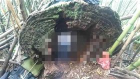 	
南投,嘉義,失聯,牛樟菇,死因,法醫,牛樟樹,搜救

翻攝畫面