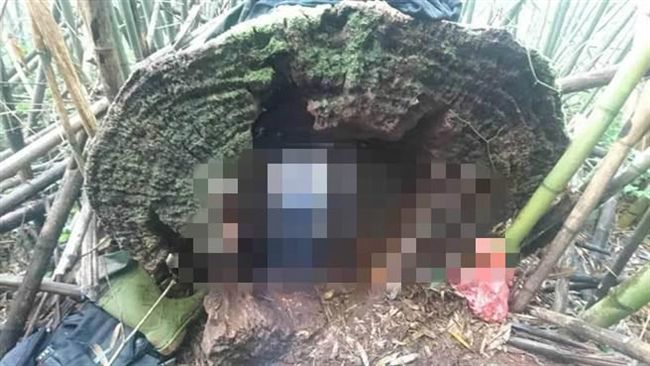男採樟菇竟卡樹洞亡　將鋸樹取出遺體