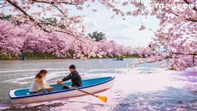 日本東北賞櫻,櫻花。（圖／易遊網提供）