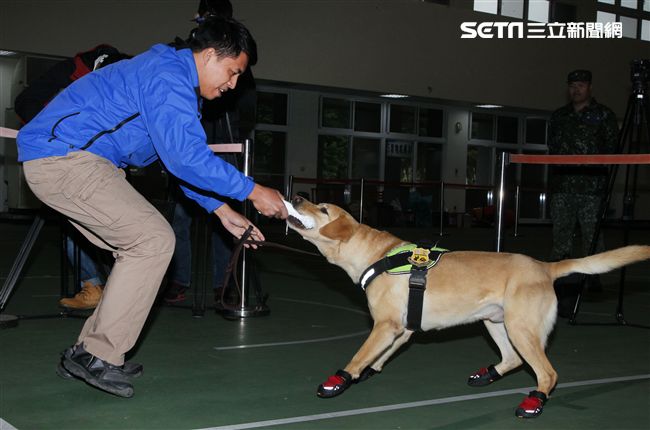 憲兵軍犬分隊進行不同軍犬實施氣味連結、初階搜索、偵爆能力、辦公室搜索、雜物堆搜尋及簡易炸彈爆破等操演。（記者邱榮吉/攝影）