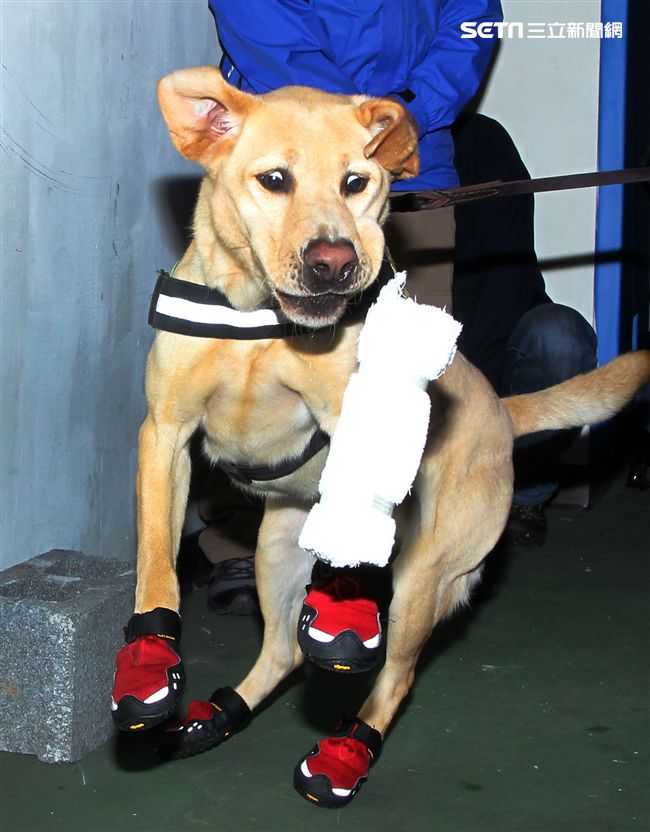 憲兵軍犬分隊進行不同軍犬實施氣味連結、初階搜索、偵爆能力、辦公室搜索、雜物堆搜尋及簡易炸彈爆破等操演。（記者邱榮吉/攝影）