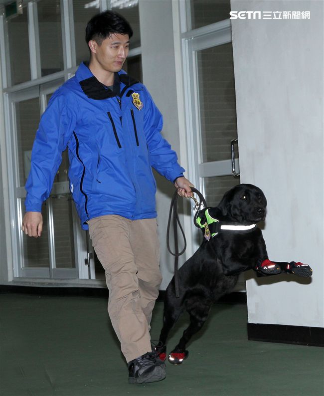 憲兵軍犬分隊進行不同軍犬實施氣味連結、初階搜索、偵爆能力、辦公室搜索、雜物堆搜尋及簡易炸彈爆破等操演。（記者邱榮吉/攝影）