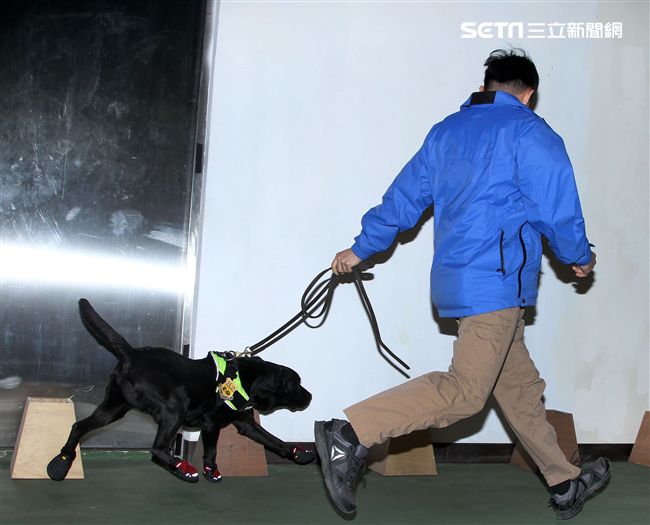 憲兵軍犬分隊進行不同軍犬實施氣味連結、初階搜索、偵爆能力、辦公室搜索、雜物堆搜尋及簡易炸彈爆破等操演。（記者邱榮吉/攝影）